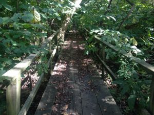 bridge trail in woods